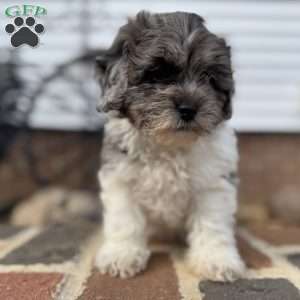 Maple, Shih-Poo Puppy